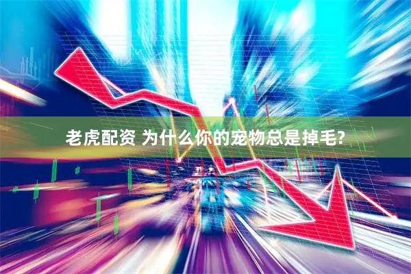 老虎配资 为什么你的宠物总是掉毛?