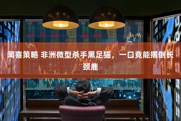 闻喜策略 非洲微型杀手黑足猫,一口竟能撂倒长颈鹿